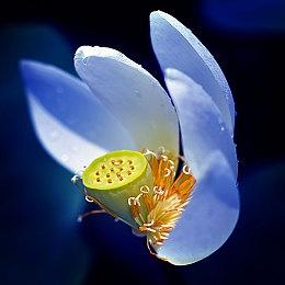 《我的世界》Windows版推出新生物青蛙测试